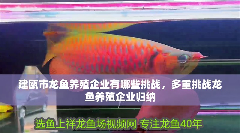 建甌市龍魚養殖企業有哪些挑戰，多重挑戰龍魚養殖企業歸納