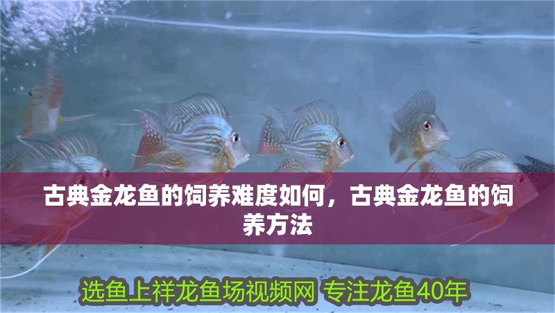 古典金龍魚的飼養(yǎng)難度如何，古典金龍魚的飼養(yǎng)方法