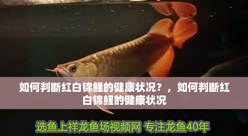 如何判斷紅白錦鯉的健康狀況？，如何判斷紅白錦鯉的健康狀況