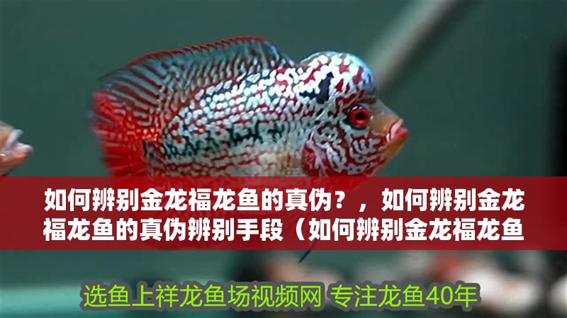 如何辨別金龍福龍魚的真偽？，如何辨別金龍福龍魚的真偽辨別手段（如何辨別金龍福龍魚的真偽）