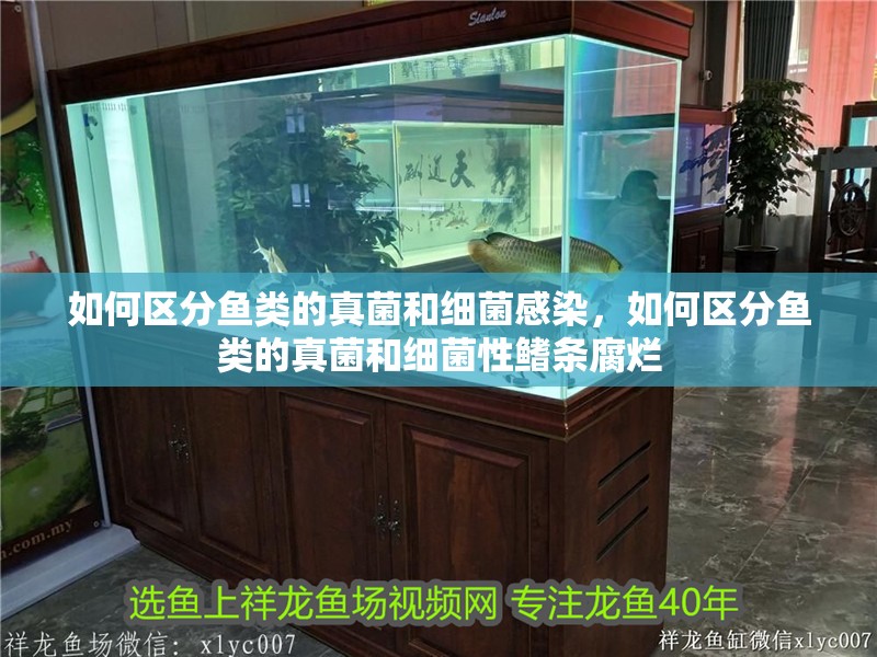 如何區分魚類的真菌和細菌感染，如何區分魚類的真菌和細菌性鰭條腐爛