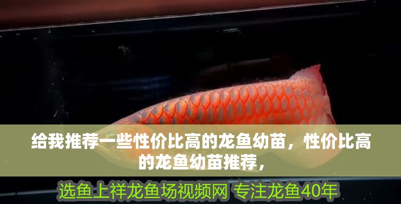 給我推薦一些性價(jià)比高的龍魚幼苗,性價(jià)比高的龍魚幼苗推薦,