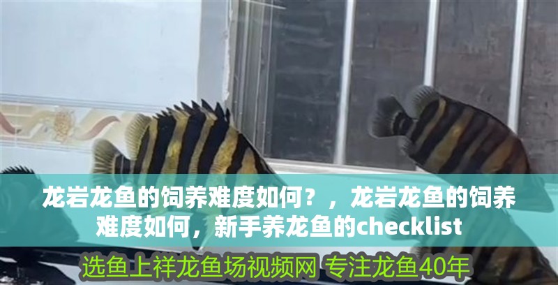 龍巖龍魚的飼養難度如何?,龍巖龍魚的飼養難度如何,新手養龍魚的checklist