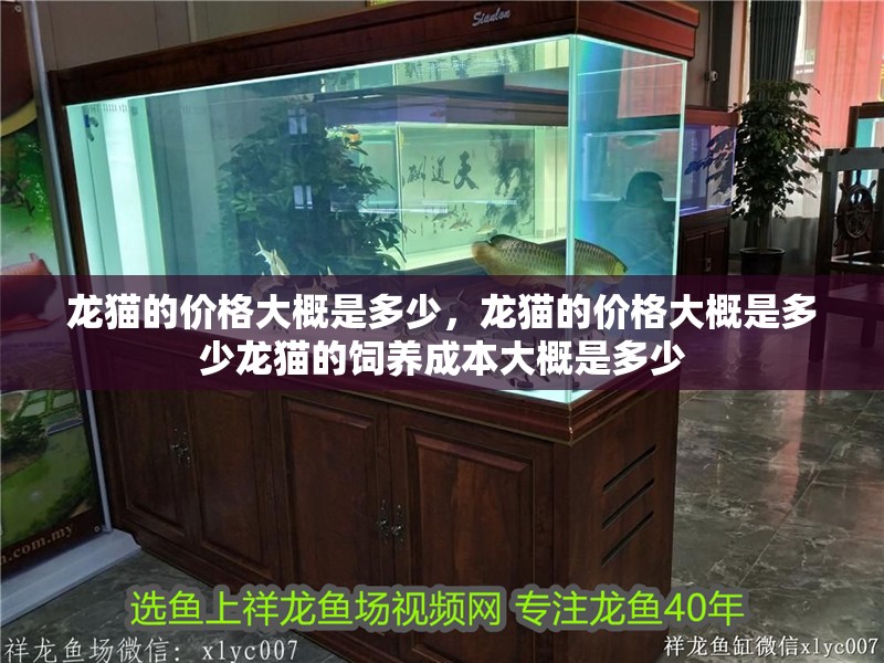 龍貓的價格大概是多少，龍貓的價格大概是多少龍貓的飼養成本大概是多少