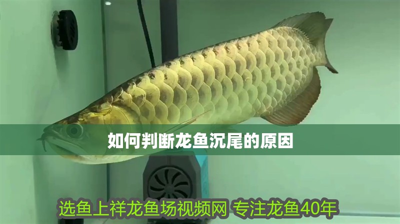 如何判斷龍魚沉尾的原因