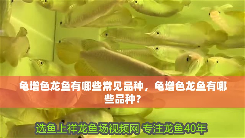 龜增色龍魚有哪些常見品種，龜增色龍魚有哪些品種？