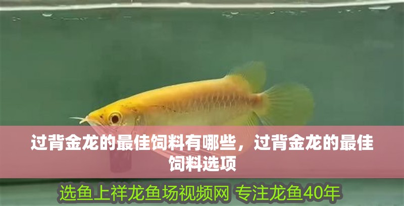 過背金龍的最佳飼料有哪些，過背金龍的最佳飼料選項