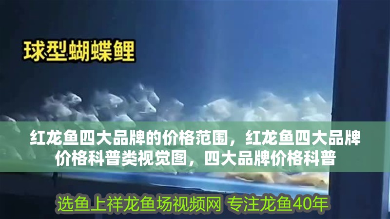 紅龍魚四大品牌的價格范圍，紅龍魚四大品牌價格科普類視覺圖，四大品牌價格科普