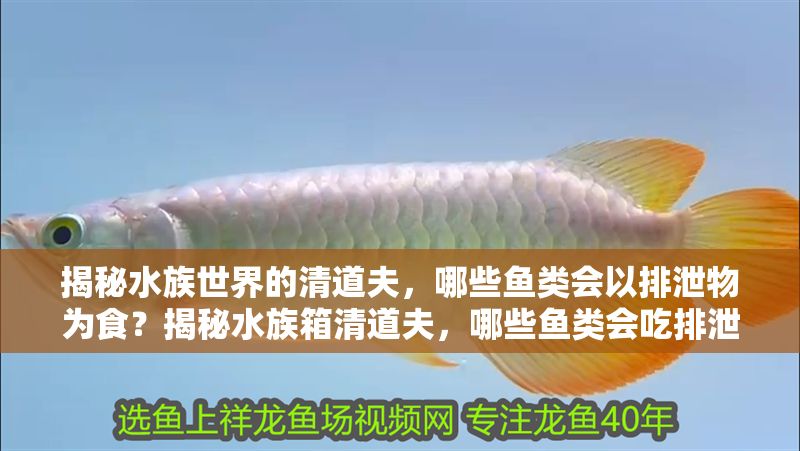 揭秘水族世界的清道夫，哪些魚類會以排泄物為食？揭秘水族箱清道夫，哪些魚類會吃排泄物？