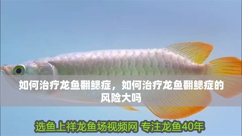 如何治療龍魚翻鰓癥，如何治療龍魚翻鰓癥的風(fēng)險大嗎