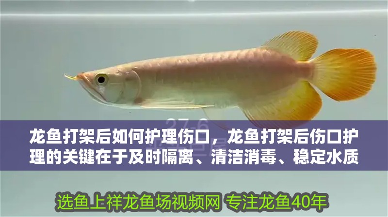 龍魚打架后如何護理傷口，龍魚打架后傷口護理的關鍵在于及時隔離、清潔消毒、穩定水質和科學用藥