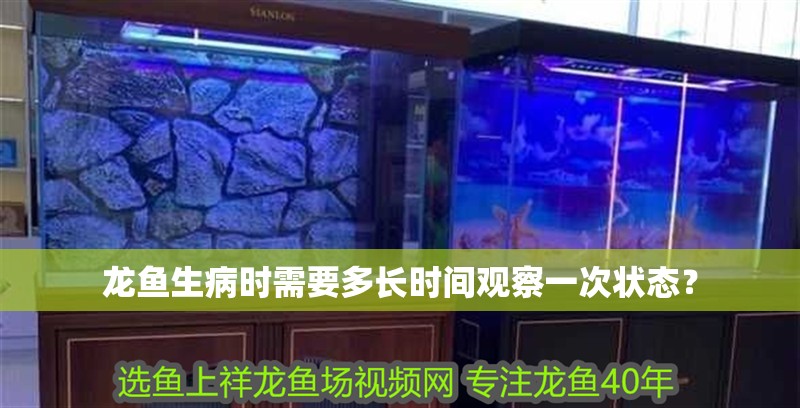 龍魚生病時需要多長時間觀察一次狀態(tài)？
