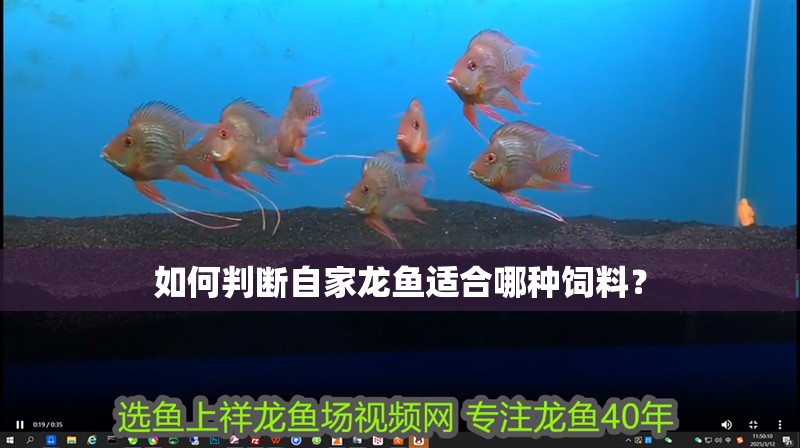 如何判斷自家龍魚適合哪種飼料？