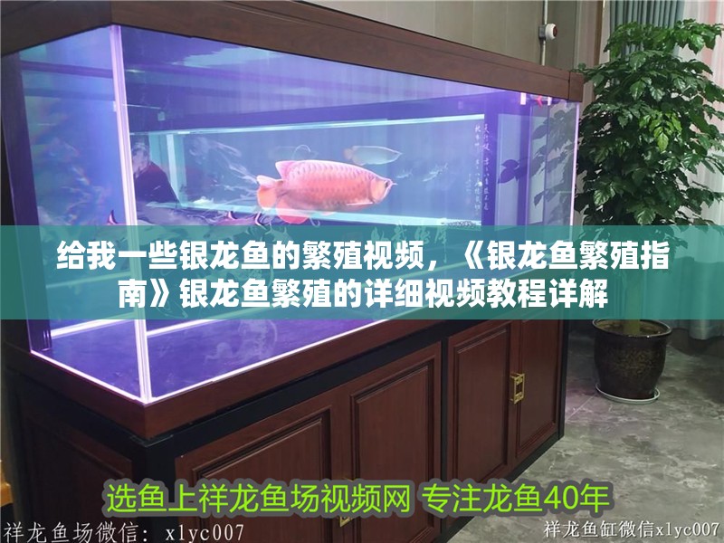 給我一些銀龍魚的繁殖視頻，《銀龍魚繁殖指南》銀龍魚繁殖的詳細視頻教程詳解