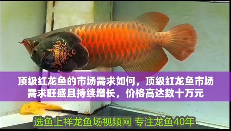 頂級紅龍魚的市場需求如何，頂級紅龍魚市場需求旺盛且持續增長，價格高達數十萬元