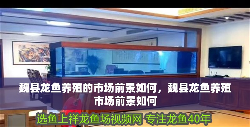 魏縣龍魚養殖的市場前景如何，魏縣龍魚養殖市場前景如何