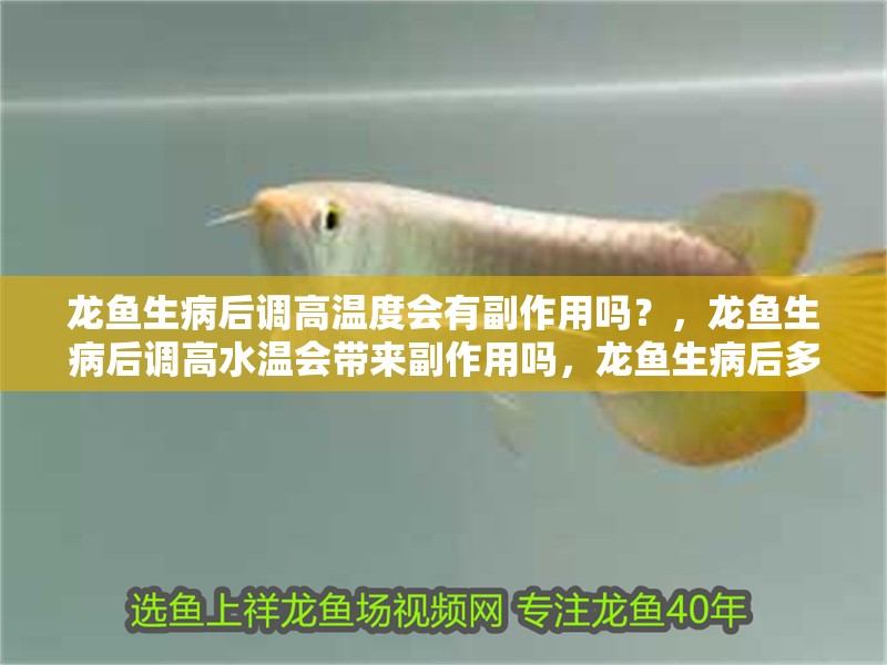 龍魚生病后調高溫度會有副作用嗎？，龍魚生病后調高水溫會帶來副作用嗎，龍魚生病后多久應該降溫