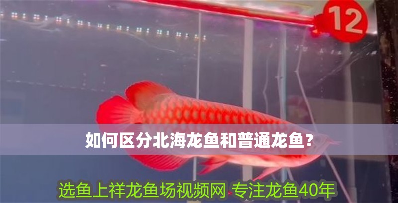 如何區(qū)分北海龍魚和普通龍魚？