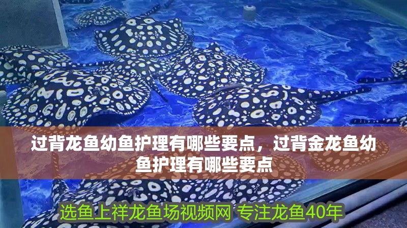 過背龍魚幼魚護理有哪些要點，過背金龍魚幼魚護理有哪些要點