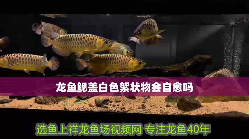 龍魚鰓蓋白色絮狀物會自愈嗎