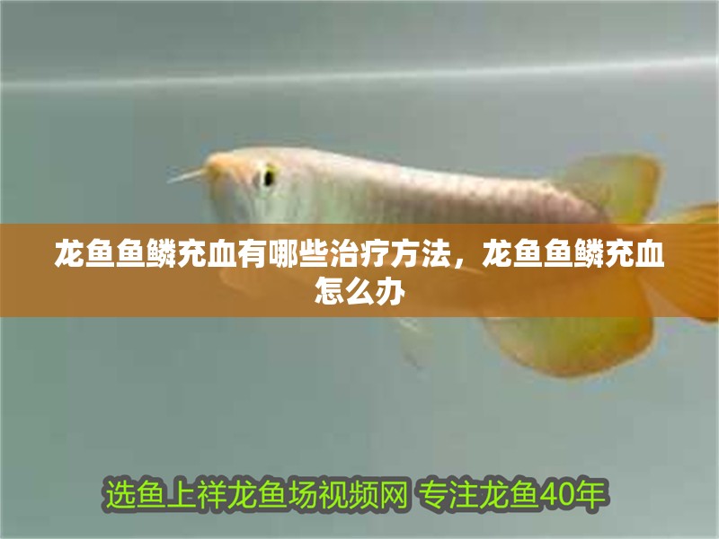 龍魚魚鱗充血有哪些治療方法，龍魚魚鱗充血怎么辦