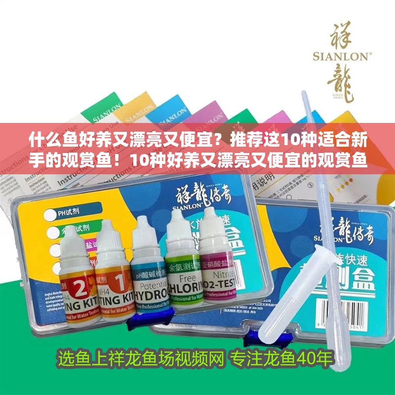 什么魚好養又漂亮又便宜？推薦這10種適合新手的觀賞魚！10種好養又漂亮又便宜的觀賞魚推薦，新手必看！