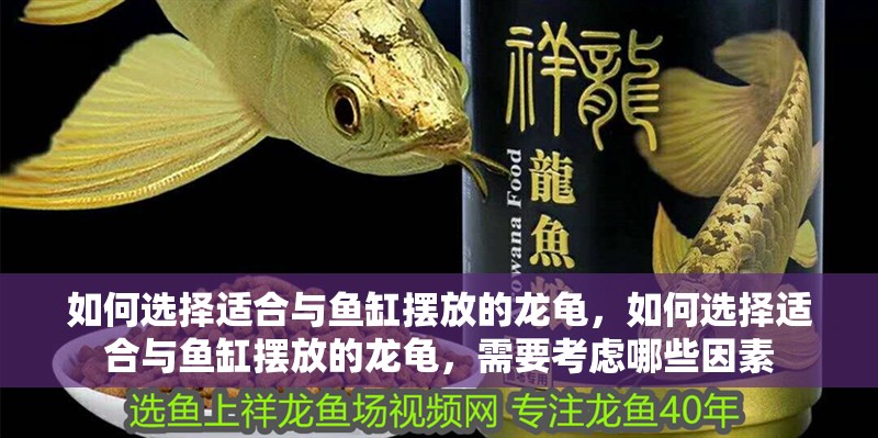 如何選擇適合與魚缸擺放的龍龜，如何選擇適合與魚缸擺放的龍龜，需要考慮哪些因素