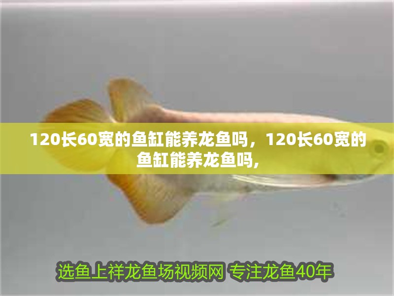 120長60寬的魚缸能養龍魚嗎，120長60寬的魚缸能養龍魚嗎,