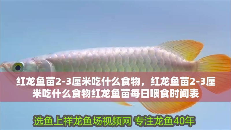 紅龍魚苗2-3厘米吃什么食物，紅龍魚苗2-3厘米吃什么食物紅龍魚苗每日喂食時間表