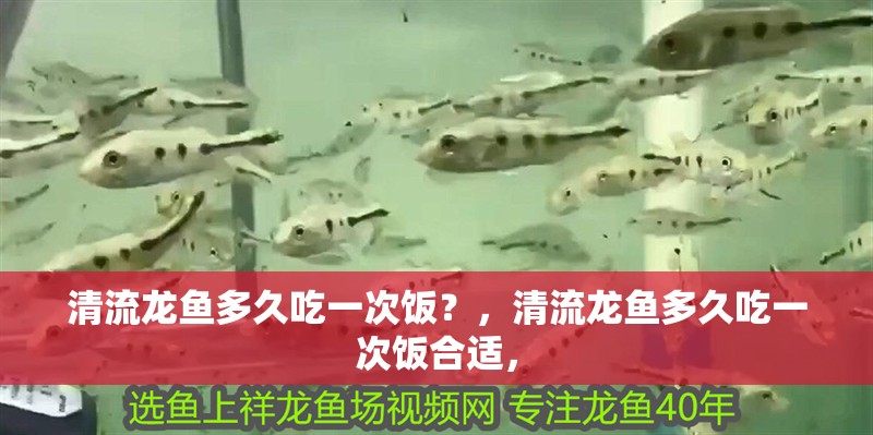 清流龍魚多久吃一次飯？，清流龍魚多久吃一次飯合適，