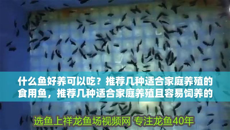 什么魚好養可以吃？推薦幾種適合家庭養殖的食用魚，推薦幾種適合家庭養殖且容易飼養的食用魚