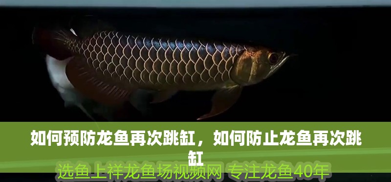 如何預防龍魚再次跳缸，如何防止龍魚再次跳缸