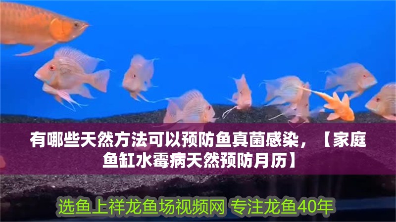 有哪些天然方法可以預防魚真菌感染，【家庭魚缸水霉病天然預防月歷】