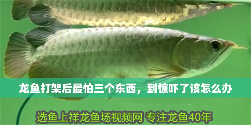 龍魚打架后最怕三個東西，到驚嚇了該怎么辦