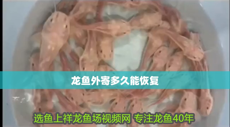 龍魚外寄多久能恢復