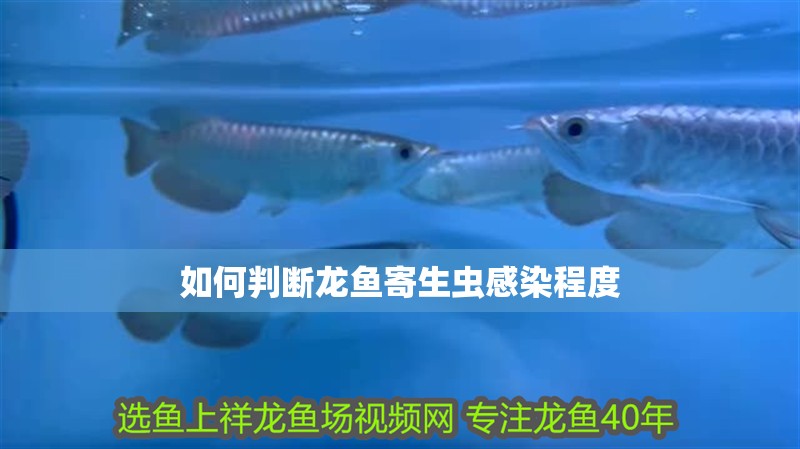 如何判斷龍魚寄生蟲感染程度