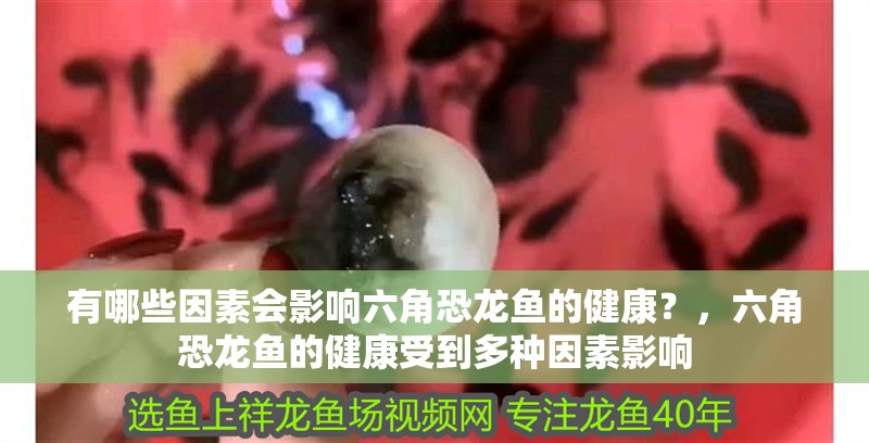 有哪些因素會影響六角恐龍魚的健康？，六角恐龍魚的健康受到多種因素影響