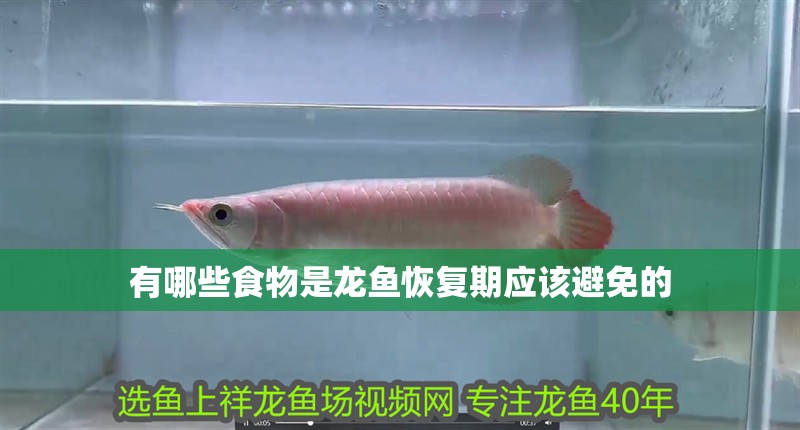 有哪些食物是龍魚恢復期應該避免的