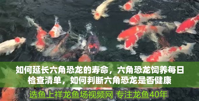 如何延長六角恐龍的壽命，六角恐龍飼養每日檢查清單，如何判斷六角恐龍是否健康