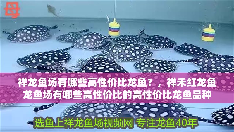 祥龍魚場有哪些高性價比龍魚？，祥禾紅龍魚龍魚場有哪些高性價比的高性價比龍魚品種