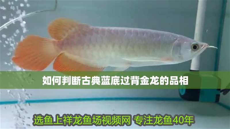 如何判斷古典藍(lán)底過(guò)背金龍的品相