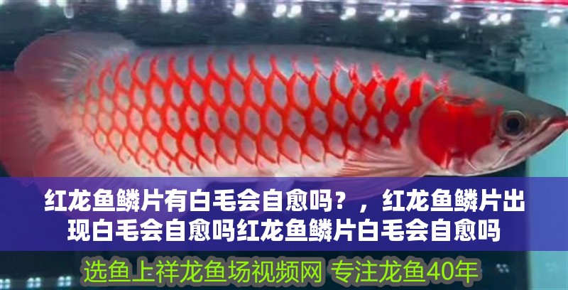 紅龍魚鱗片有白毛會自愈嗎？，紅龍魚鱗片出現白毛會自愈嗎紅龍魚鱗片白毛會自愈嗎