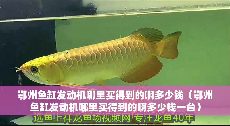 鄂州魚缸發(fā)動機(jī)哪里買得到的啊多少錢（鄂州魚缸發(fā)動機(jī)哪里買得到的啊多少錢一臺）