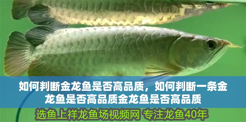 如何判斷金龍魚是否高品質(zhì)，如何判斷一條金龍魚是否高品質(zhì)金龍魚是否高品質(zhì)