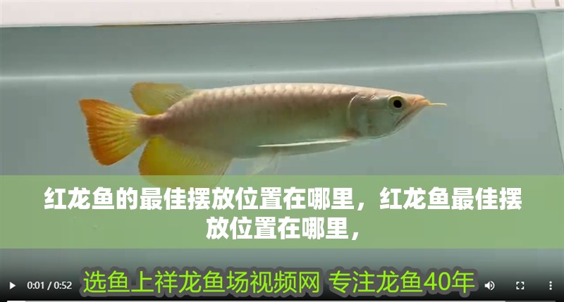 紅龍魚的最佳擺放位置在哪里，紅龍魚最佳擺放位置在哪里，