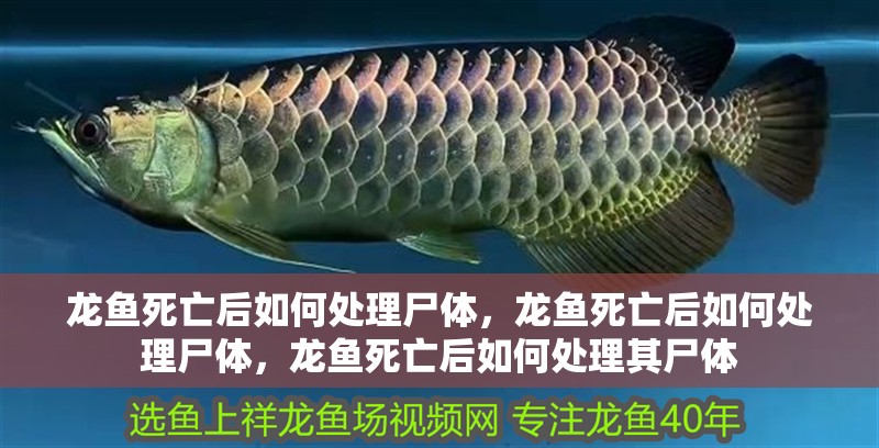 龍魚死亡后如何處理尸體，龍魚死亡后如何處理尸體，龍魚死亡后如何處理其尸體