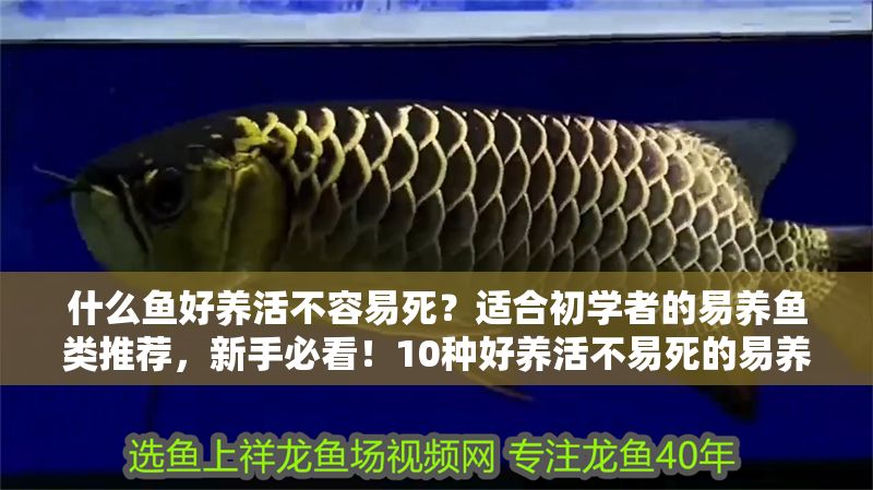 什么魚好養(yǎng)活不容易死？適合初學(xué)者的易養(yǎng)魚類推薦，新手必看！10種好養(yǎng)活不易死的易養(yǎng)魚類推薦