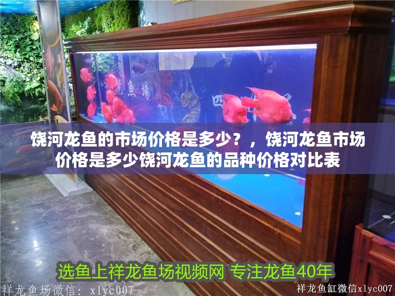 饒河龍魚的市場價格是多少？，饒河龍魚市場價格是多少饒河龍魚的品種價格對比表