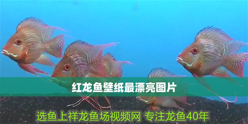 紅龍魚壁紙最漂亮圖片