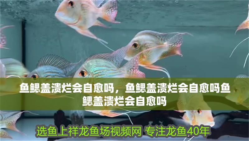魚鰓蓋潰爛會(huì)自愈嗎，魚鰓蓋潰爛會(huì)自愈嗎魚鰓蓋潰爛會(huì)自愈嗎